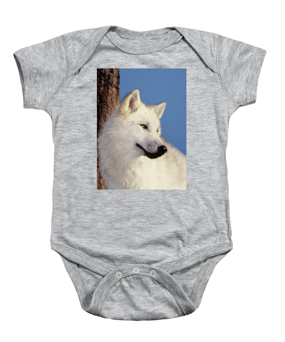 Arctic Wolf Baby Onesie featuring the photograph Arctic Wolf Portrait wildlife rescue by Dave Welling