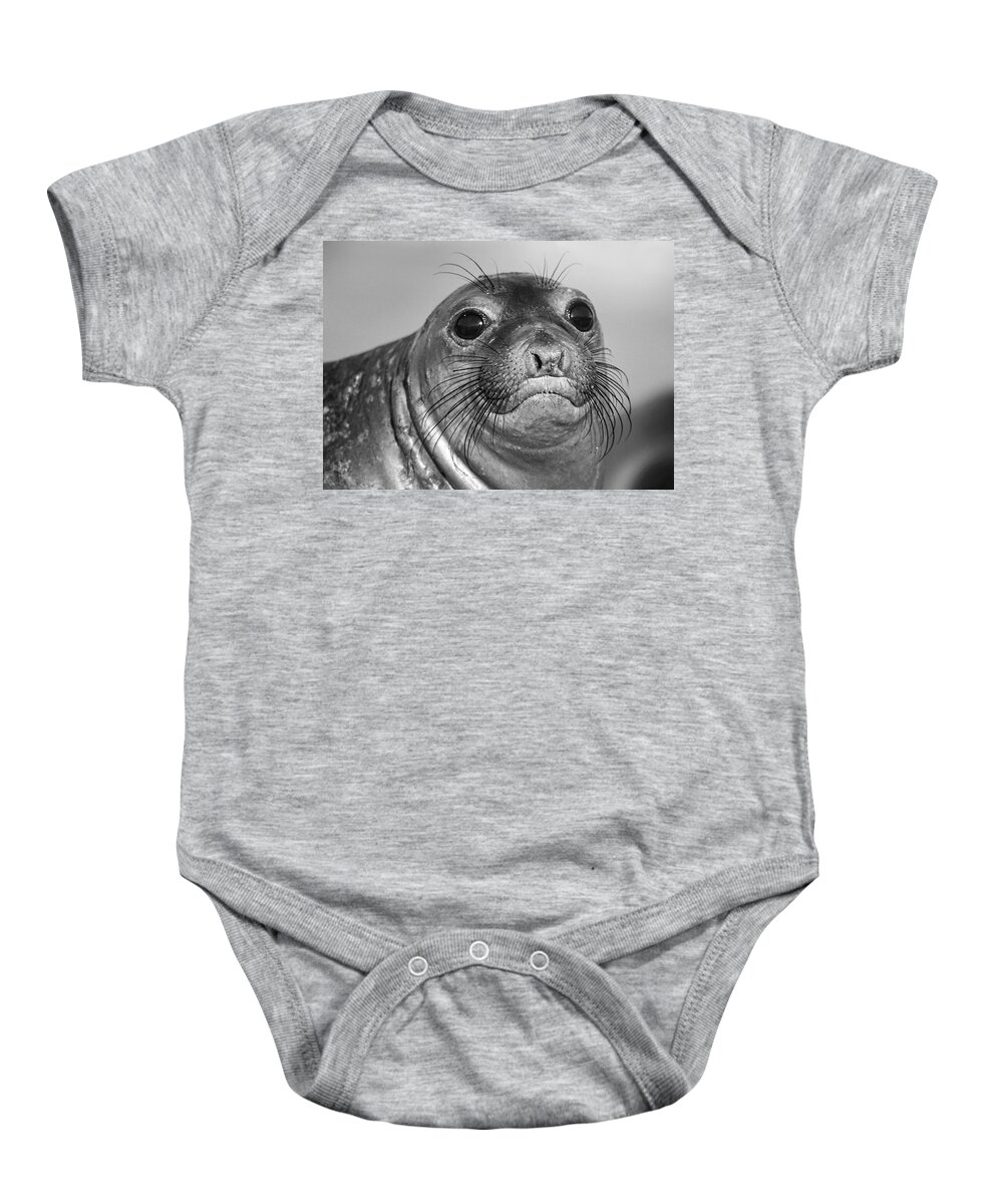 Disk1215 Baby Onesie featuring the photograph Big Eyed Elephant Seal Pup by Tim Fitzharris