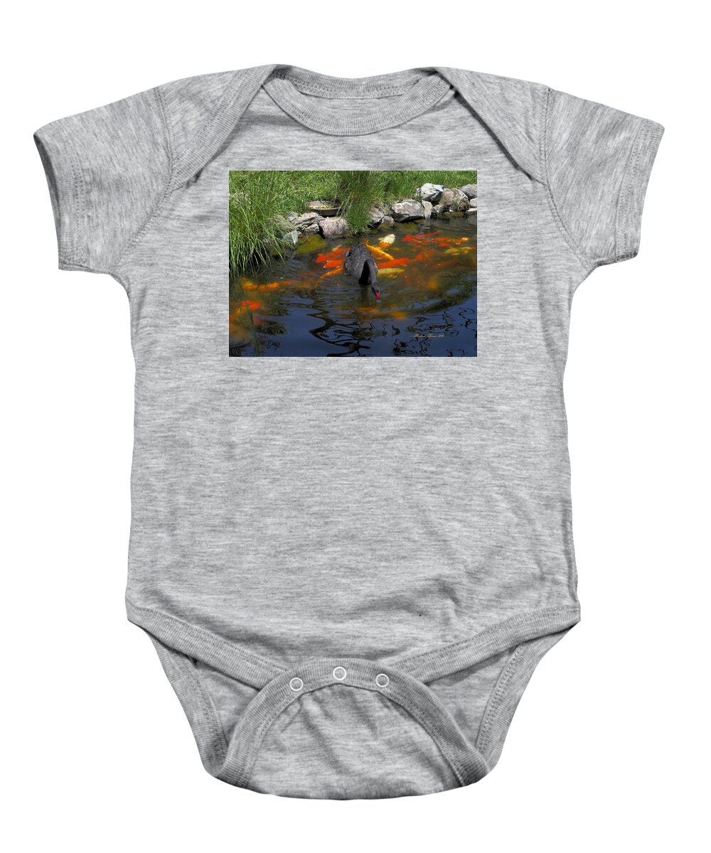 Animals Baby Onesie featuring the photograph Black Swan Colorful Koi by Richard Thomas