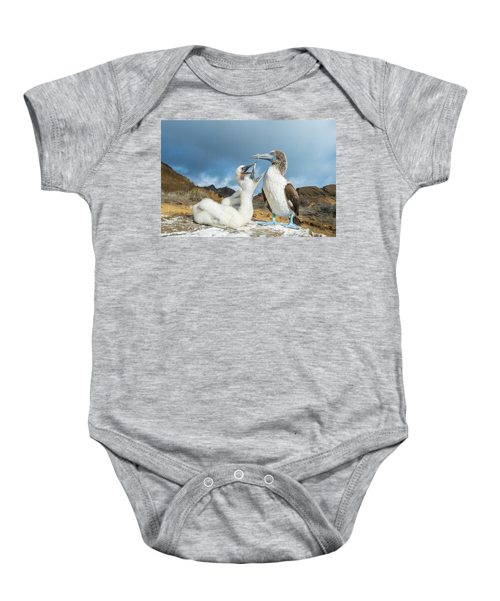Animal Baby Onesie featuring the photograph Blue-footed Booby With Begging Chicks by Tui De Roy