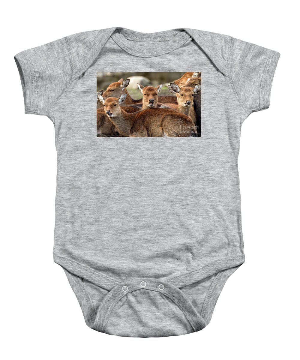 Animal Baby Onesie featuring the photograph Class clowns by Sam Rino