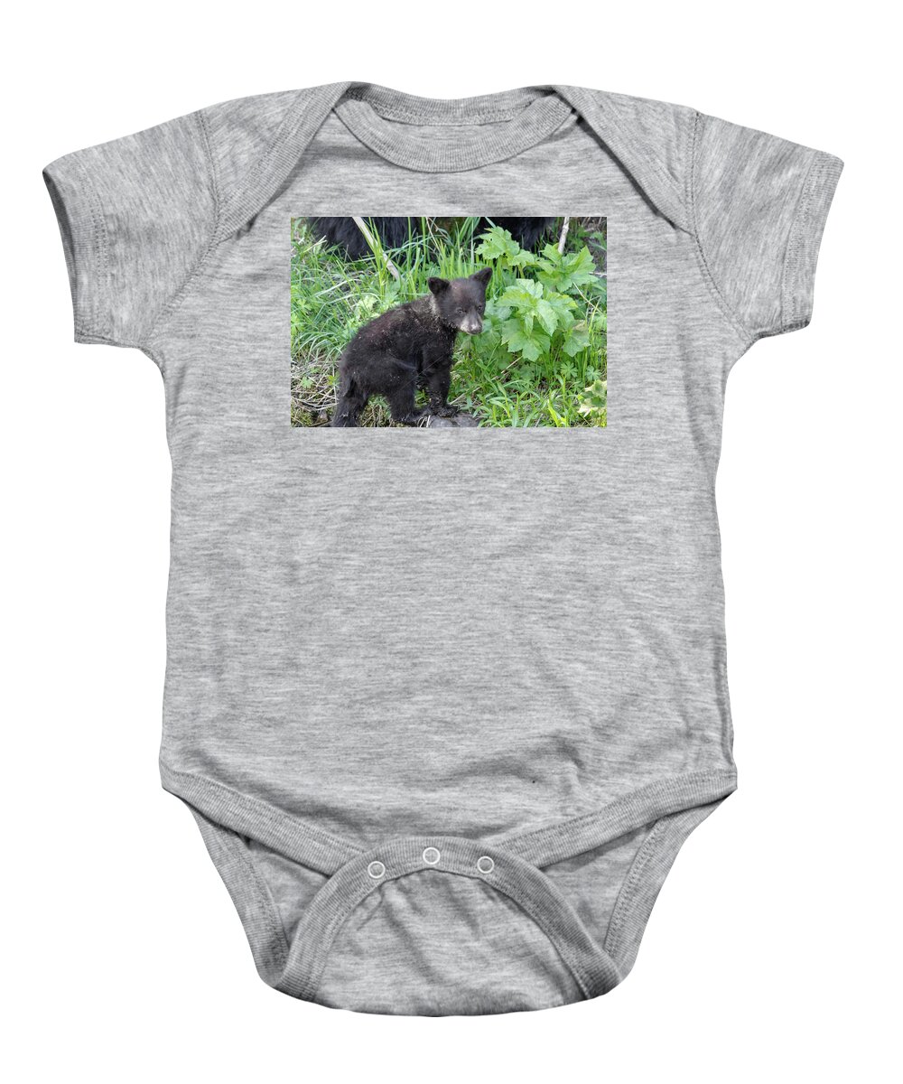 Bears Bear Black Cub Coy Animals Wildlife Cute Yellowstone National Park Tower Rocks Grass Baby Onesie featuring the photograph Coy by Ronnie And Frances Howard