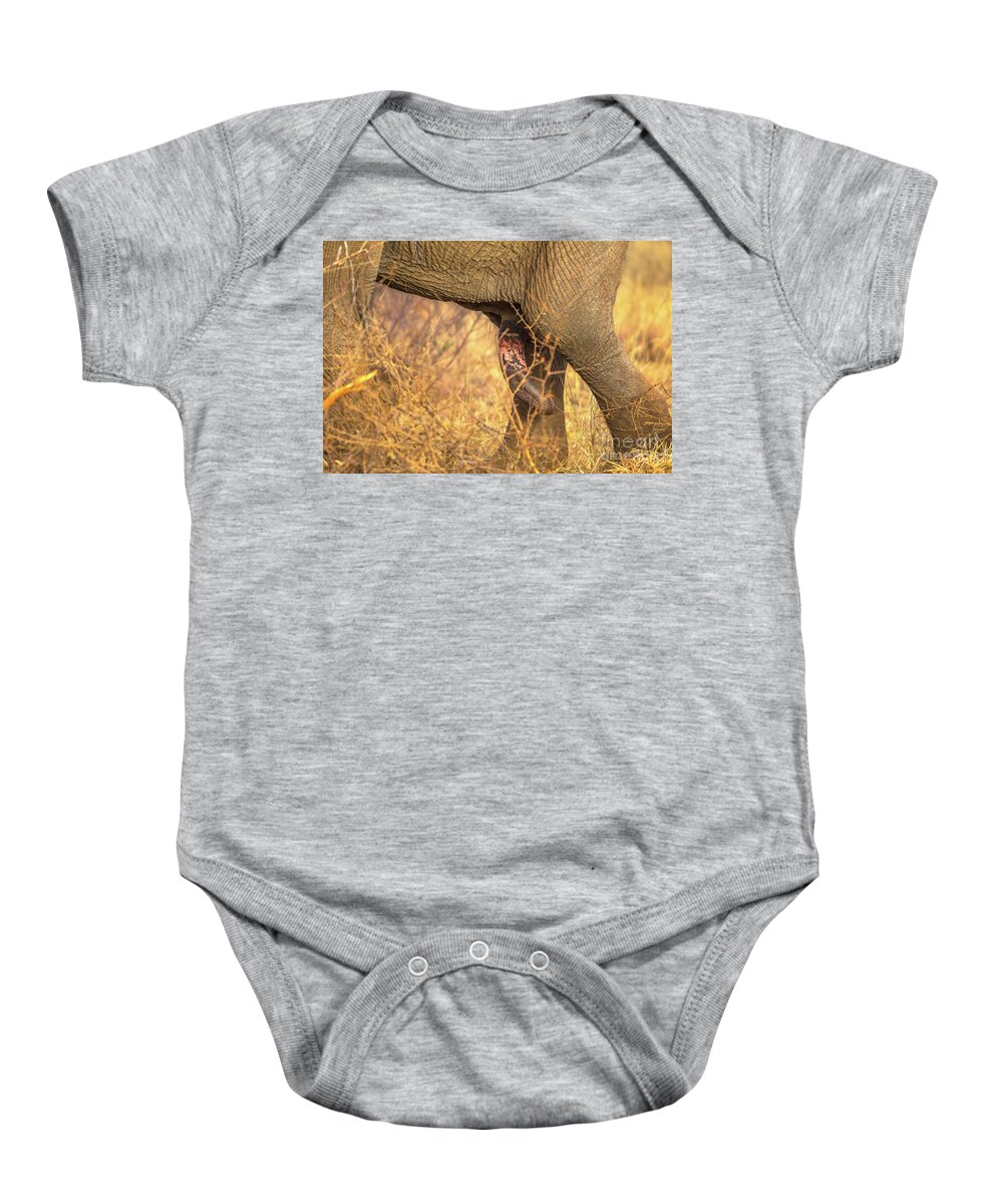 Elephant Penis Baby Onesie featuring the photograph Elephants penis by Benny Marty