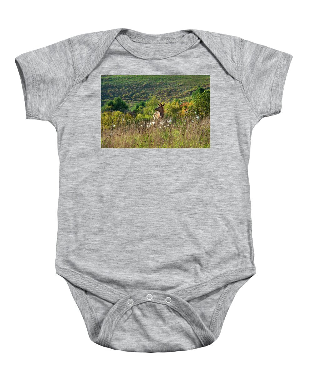 Elk Baby Onesie featuring the photograph Elk In Fall Field by Christina Rollo