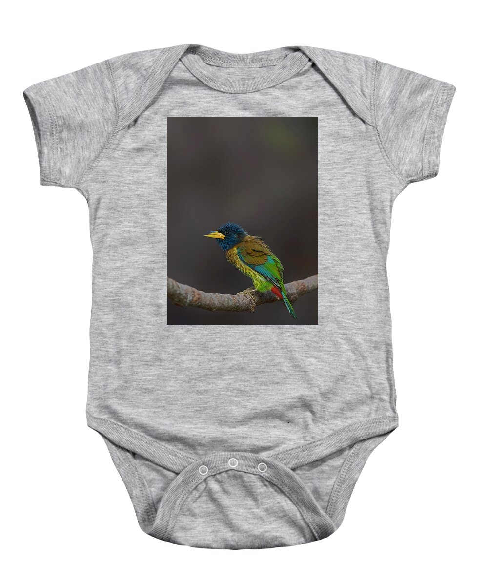 Bird Images For Print Baby Onesie featuring the photograph Great barbet by Uma Ganesh