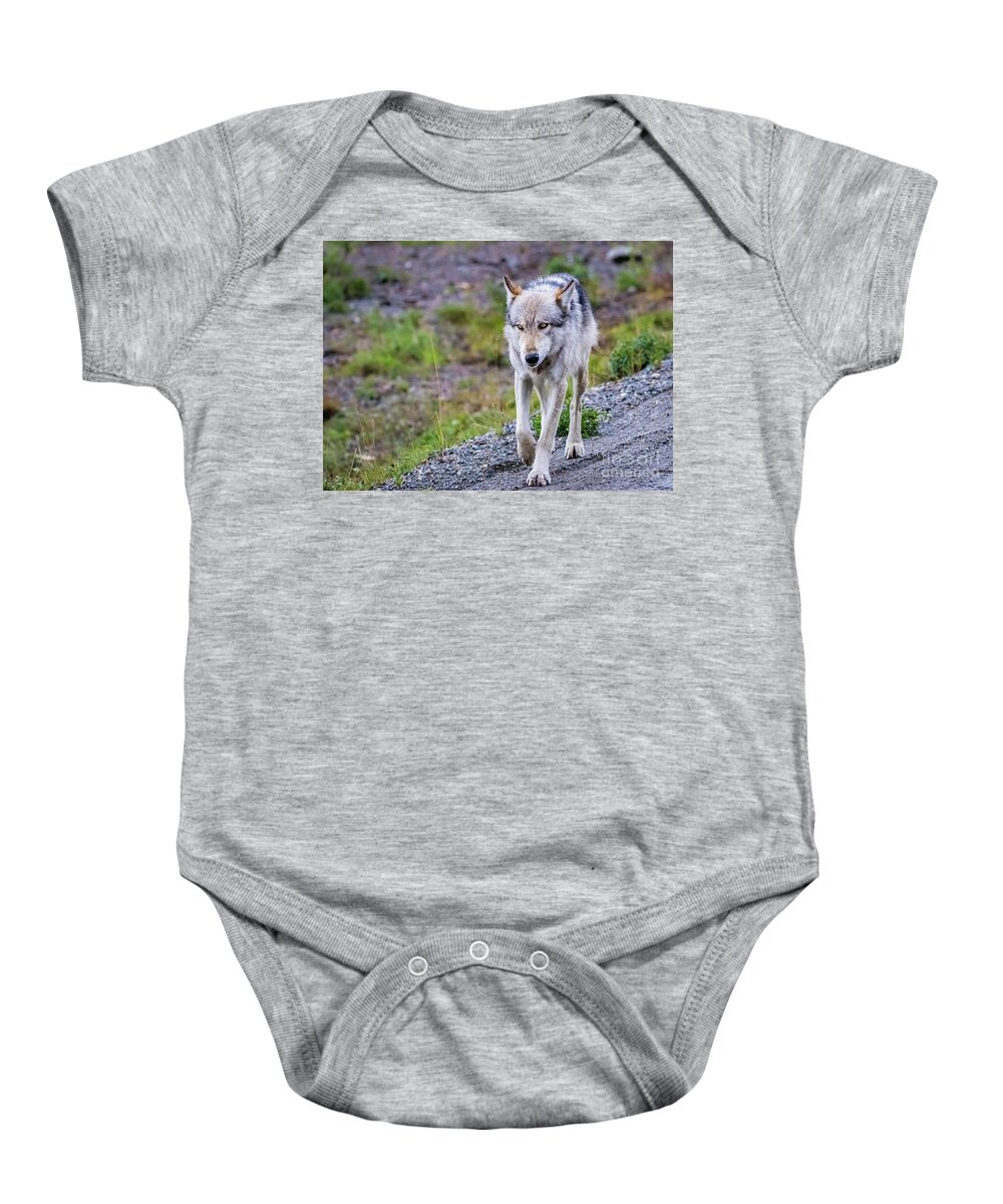 Wolf Baby Onesie featuring the photograph Grey wolf in Denali National Park, Alaska by Lyl Dil Creations