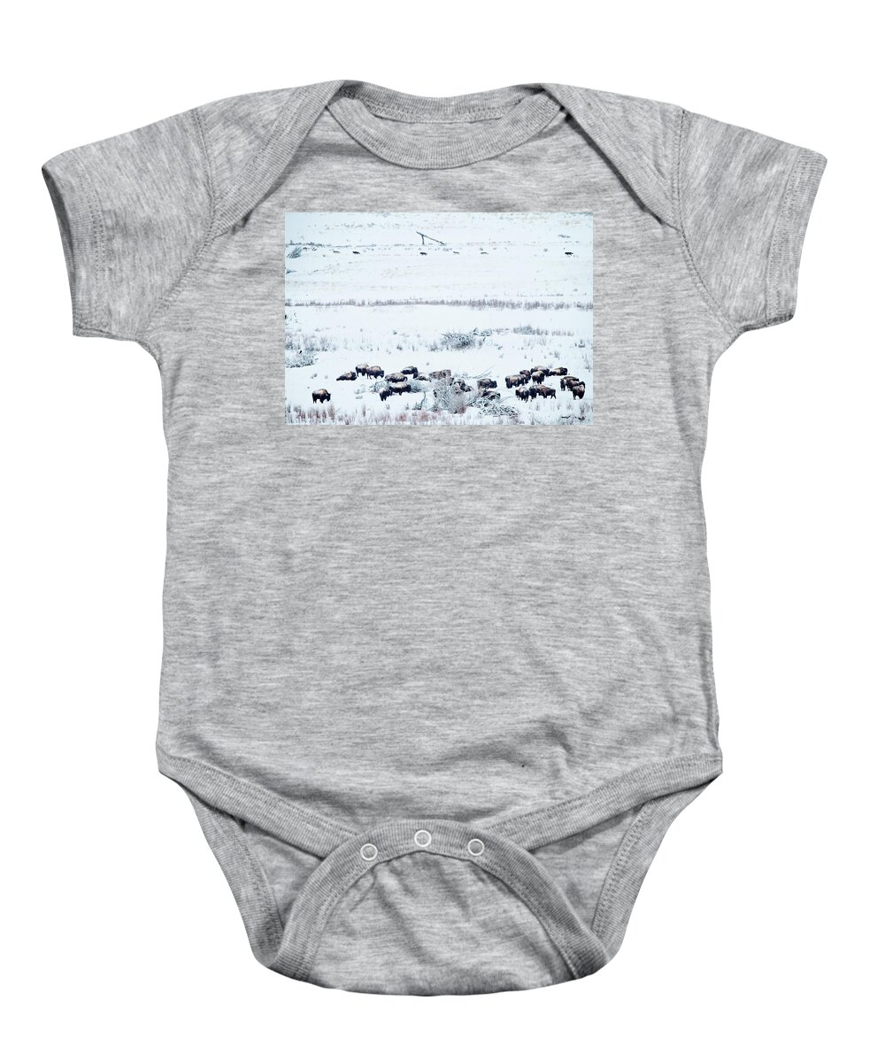 Wolves Baby Onesie featuring the photograph Just Passing Through by Eilish Palmer