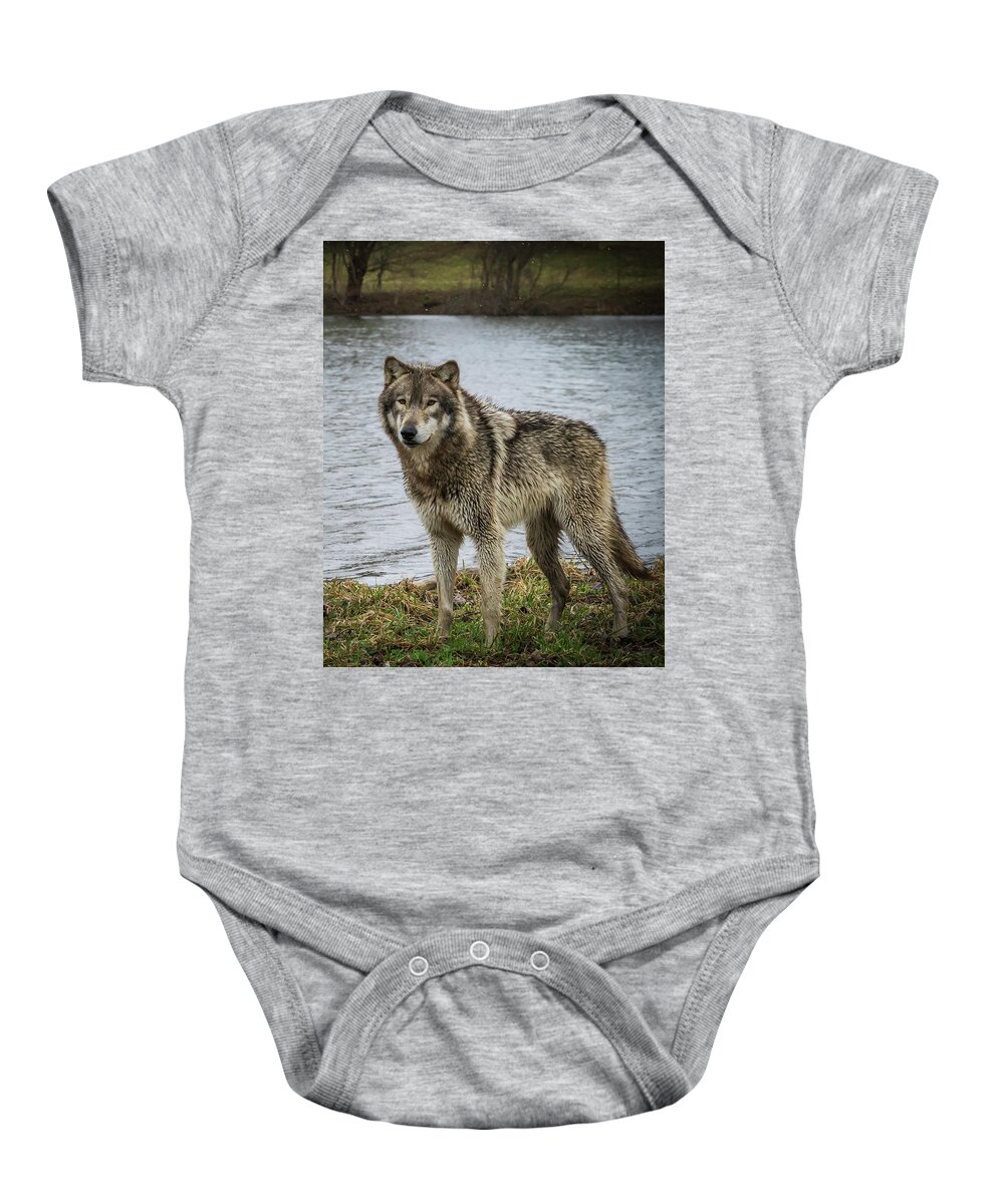 Wolves Wolf Baby Onesie featuring the photograph Posing by the Water by Laura Hedien