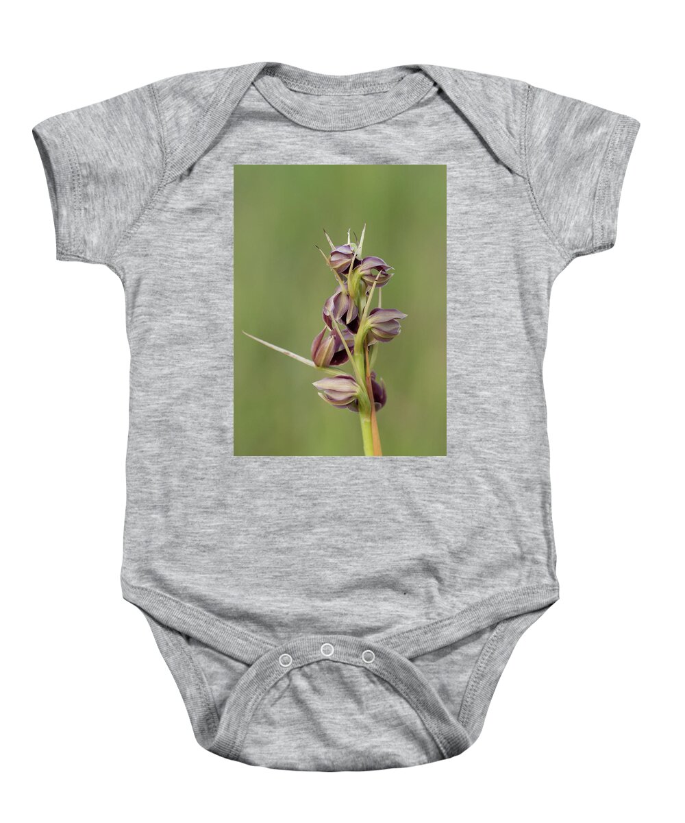 Orchid Baby Onesie featuring the photograph Potts' Plume Orchid by Paul Rebmann