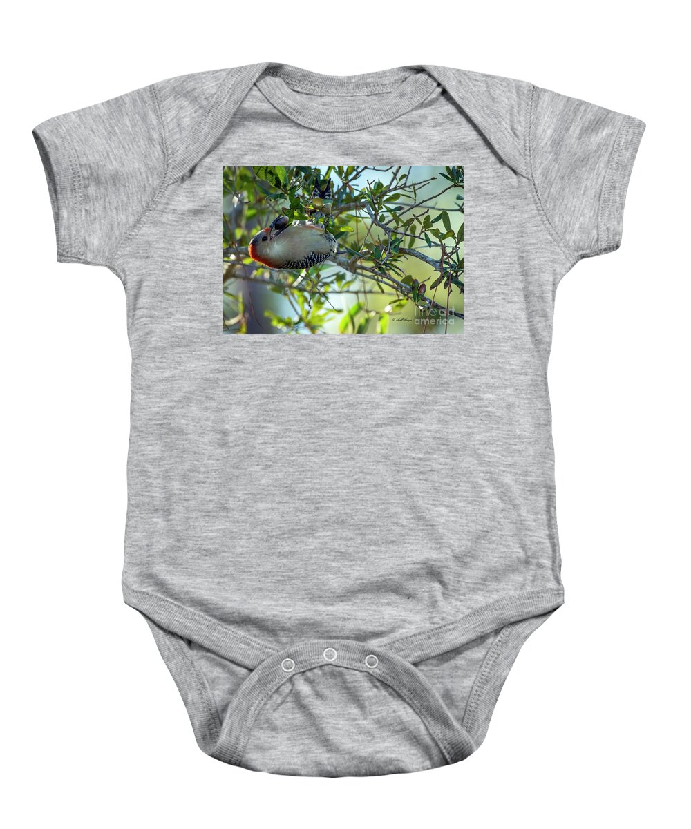 Woodpeckers Baby Onesie featuring the photograph Red-Bellied Woodpecker With Acorn by DB Hayes