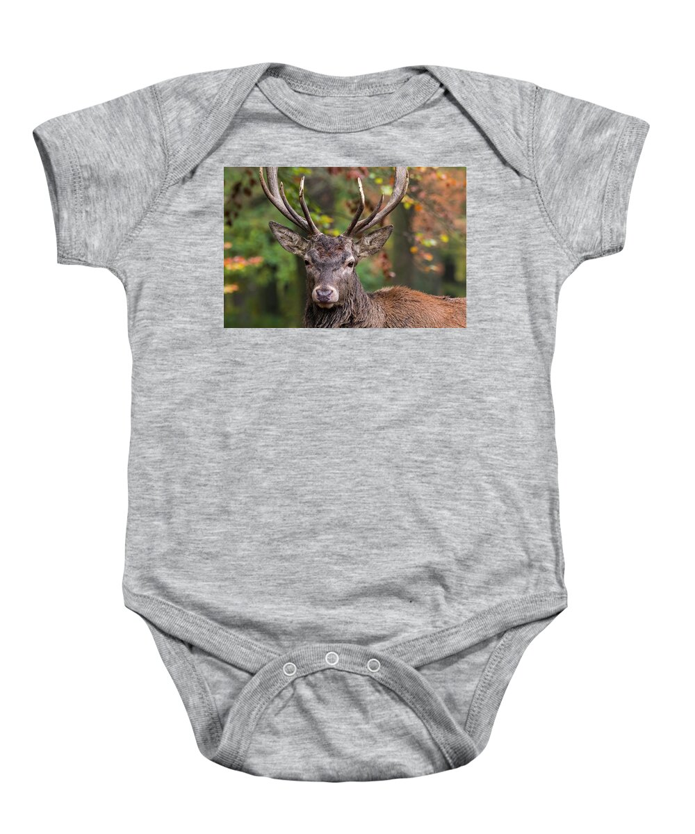 Red Deer Baby Onesie featuring the photograph Red Deer by Arterra Picture Library