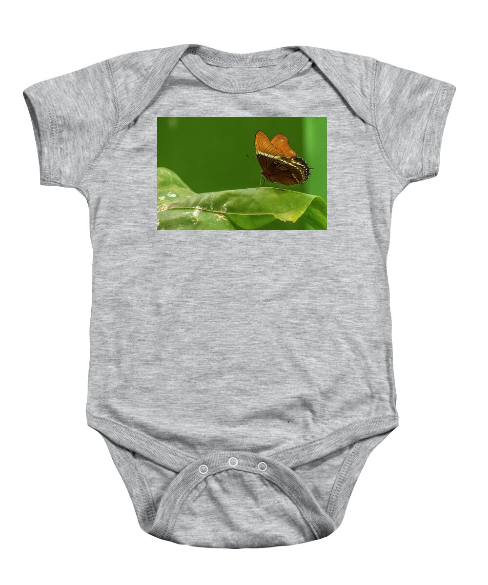 Butterfly Jungle Baby Onesie featuring the photograph Rusty-Tipped Page Butterfly by Donald Pash