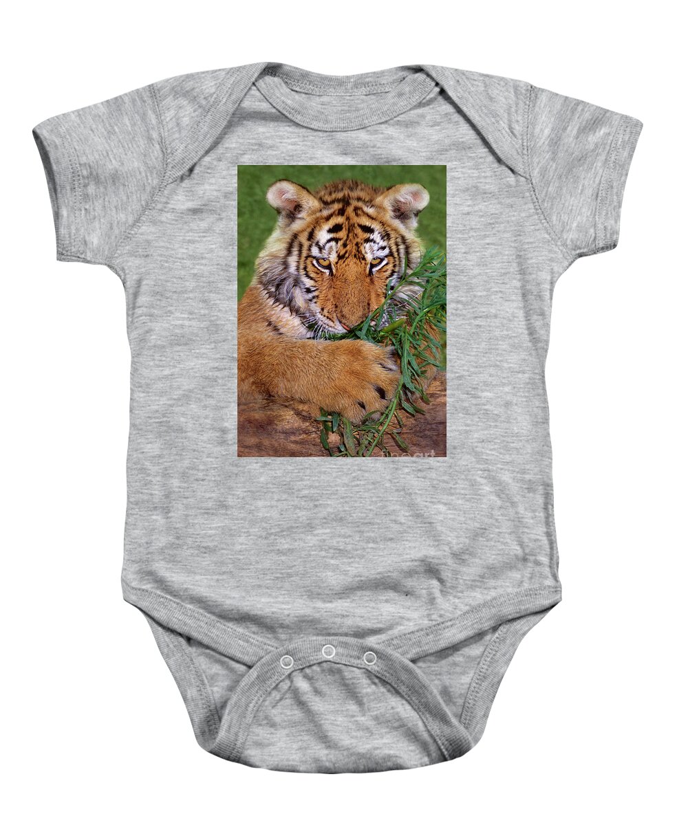 Siberian Tiger Baby Onesie featuring the photograph Siberian Tiger Cub Endangered Species Wildlife Rescue by Dave Welling
