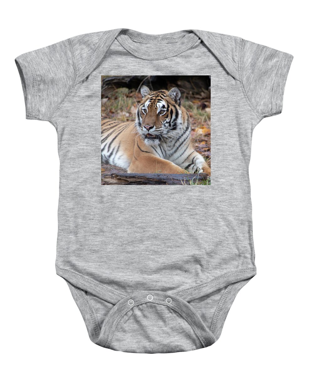 Animal Baby Onesie featuring the photograph Siberian Tiger Portrait Square by TL Wilson Photography by Teresa Wilson