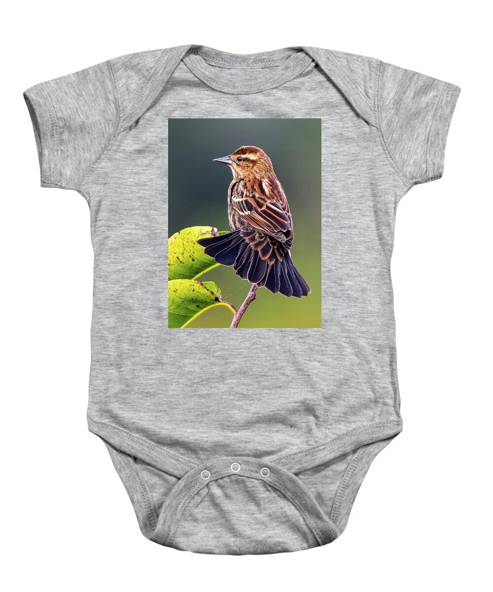 Female Red Winged Blackbird Baby Onesie featuring the photograph Fanned Out #1 by Pamela McDaniel