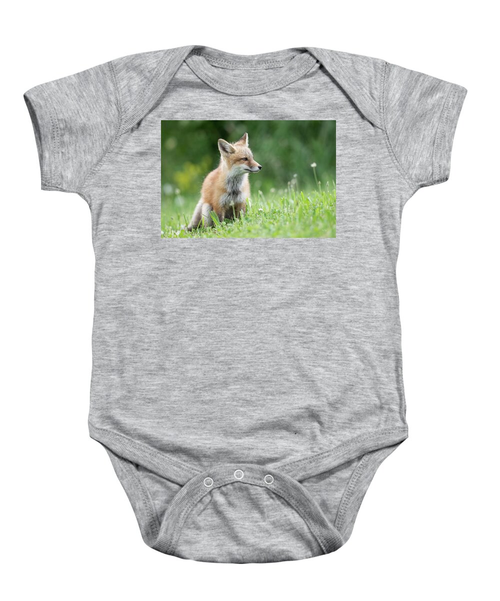 Red Fox Baby Onesie featuring the photograph A Distant Gaze by Everet Regal