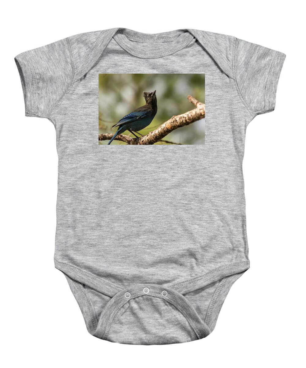 Montana Baby Onesie featuring the photograph A Poised Steller's Jay by Constance Puttkemery