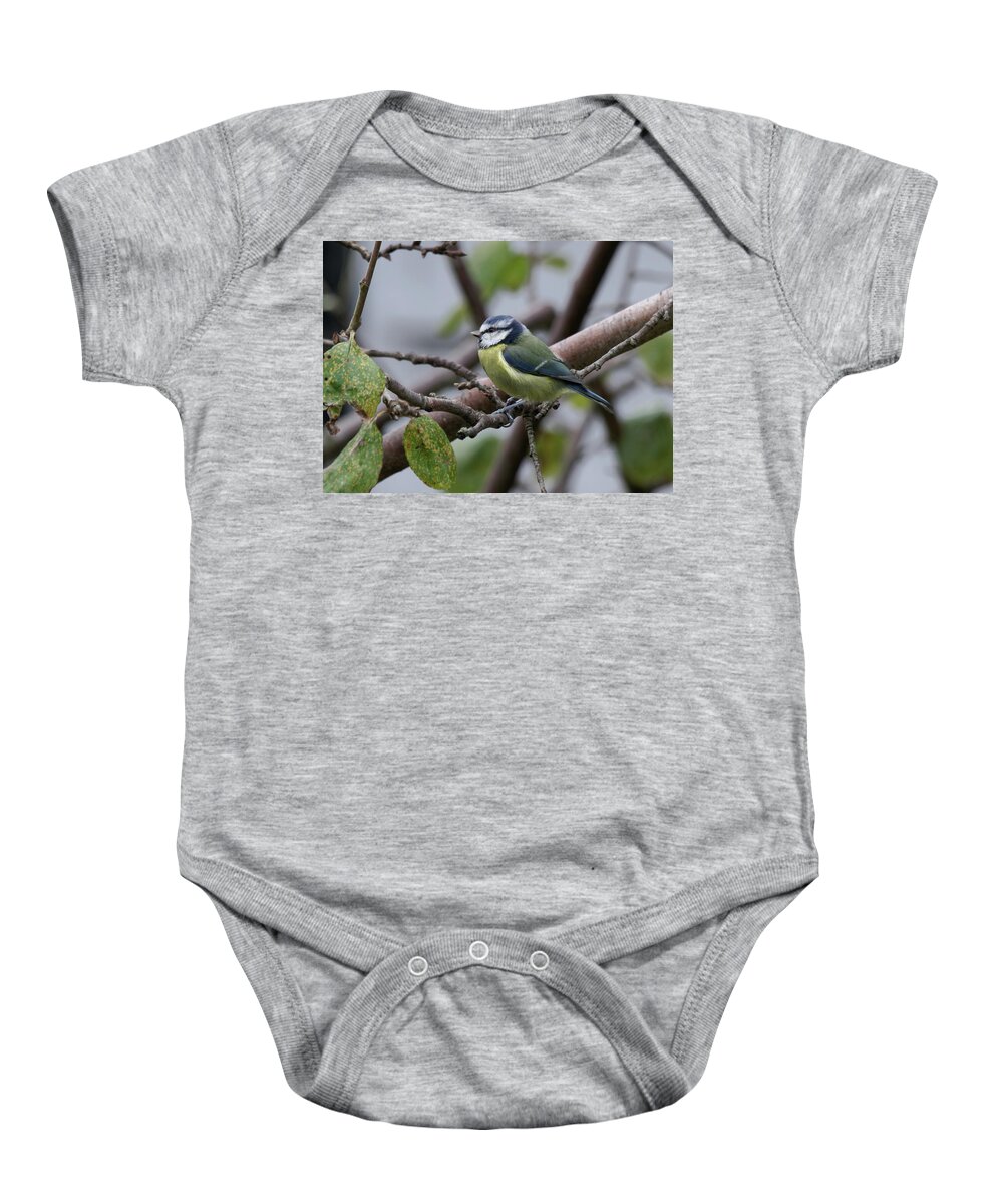 Blue Tit Baby Onesie featuring the photograph A Single Blue Tit by Jeff Townsend