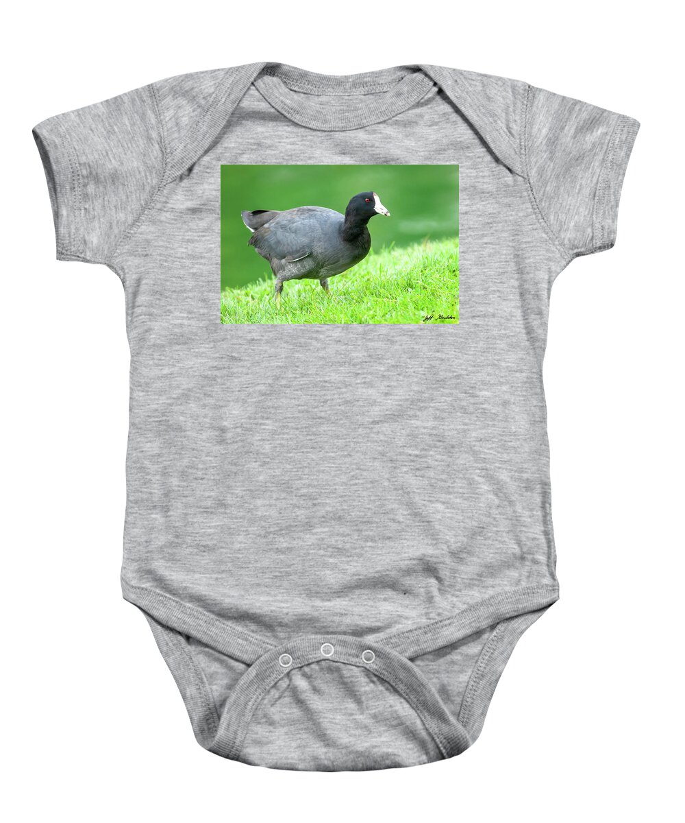 Adult Baby Onesie featuring the photograph American Coot Grazing in the Grass by Jeff Goulden