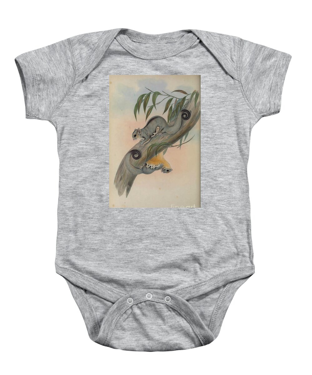 Marsupial Baby Onesie featuring the drawing Belideus ariel c5 by Historic Illustrations