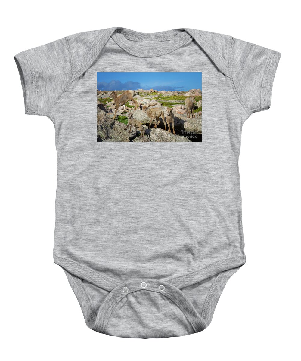 Bighorn Sheep Baby Onesie featuring the photograph Birds of a Feather by Jim Garrison