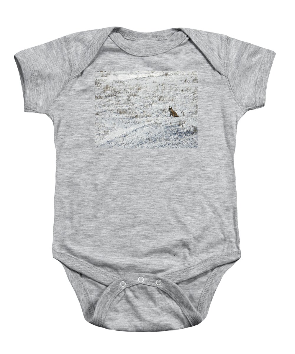 Coyote Baby Onesie featuring the photograph Coyote Watching by Amanda R Wright