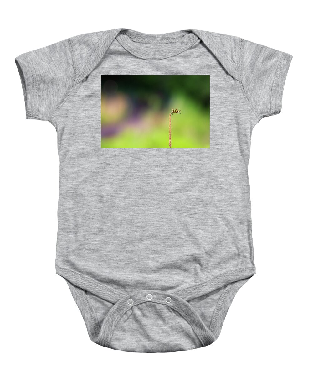 Insect Baby Onesie featuring the photograph Dragonfly in Summer by Amelia Pearn