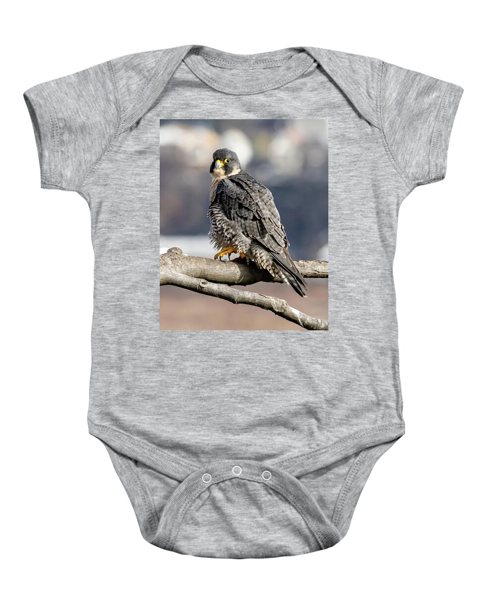 Birds Baby Onesie featuring the photograph Falcon in Winter-2 by Kevin Suttlehan
