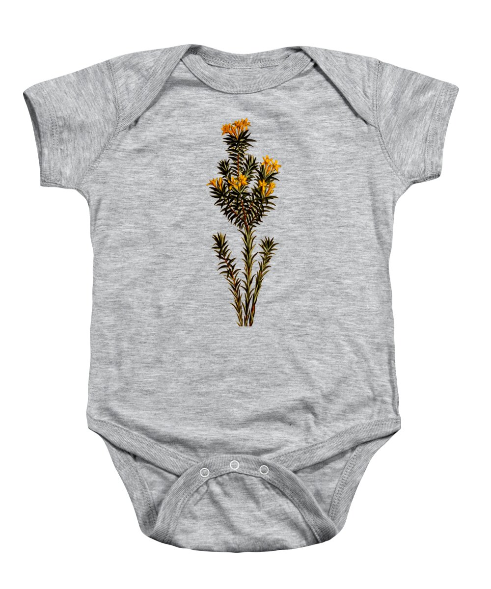 Flax Leaved Gnidia Baby Onesie featuring the mixed media Flax leaved gnidia flower on Misty Green With Dry Brush Effect by Movie Poster Prints