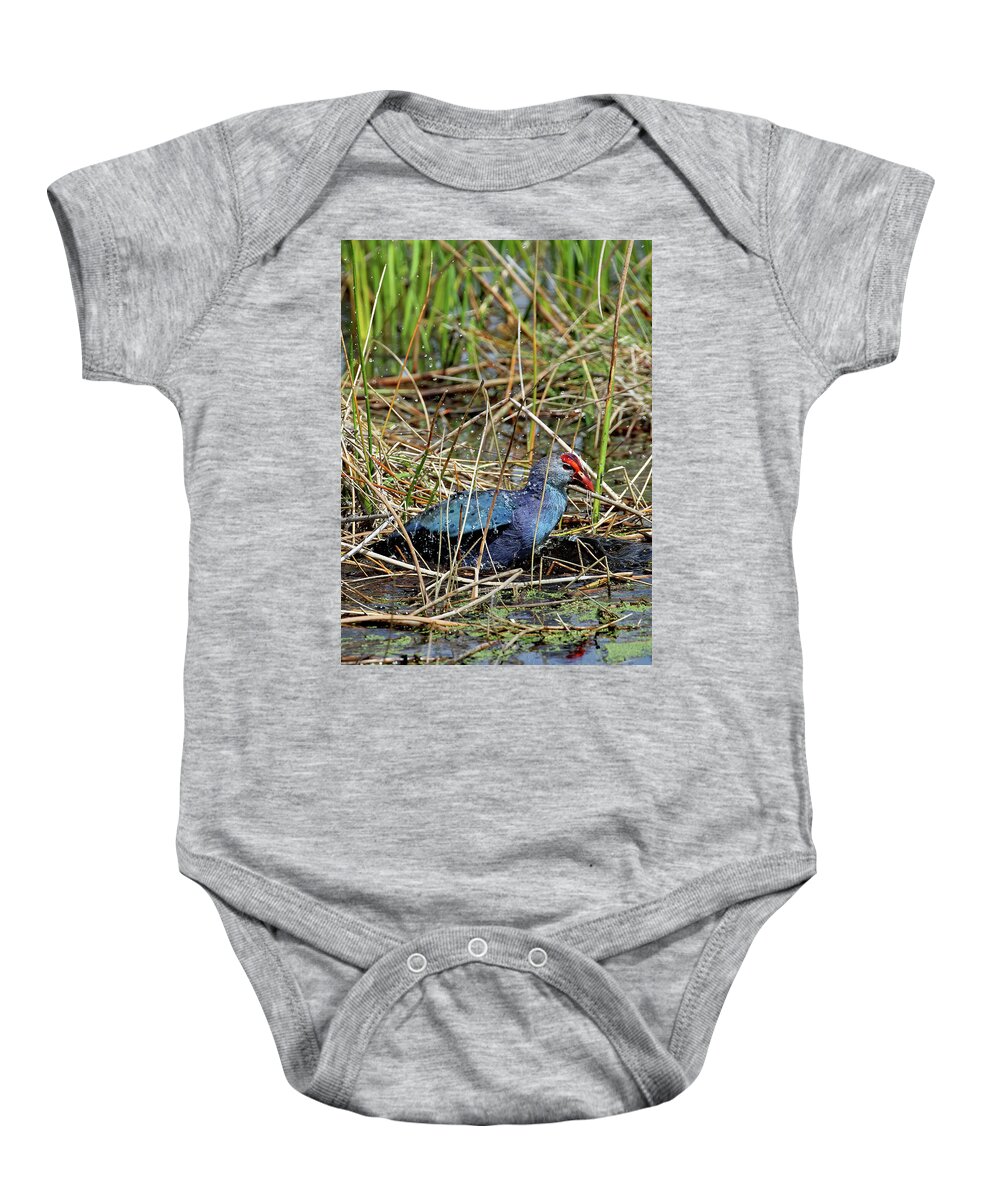 Florida Baby Onesie featuring the photograph Gray Head Bathing by Jennifer Robin