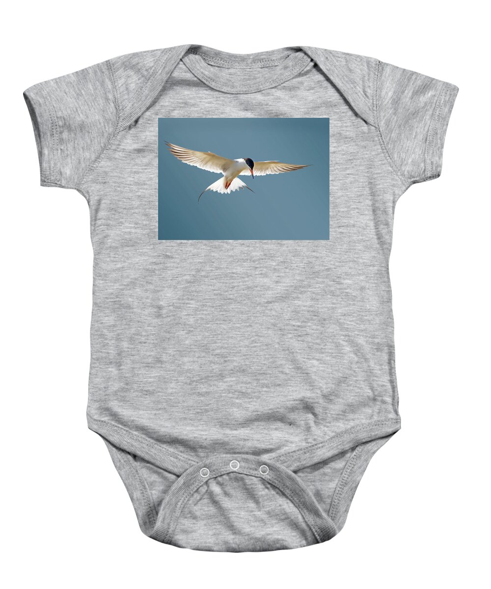 Terns Baby Onesie featuring the photograph Hovering Tern by Judi Dressler
