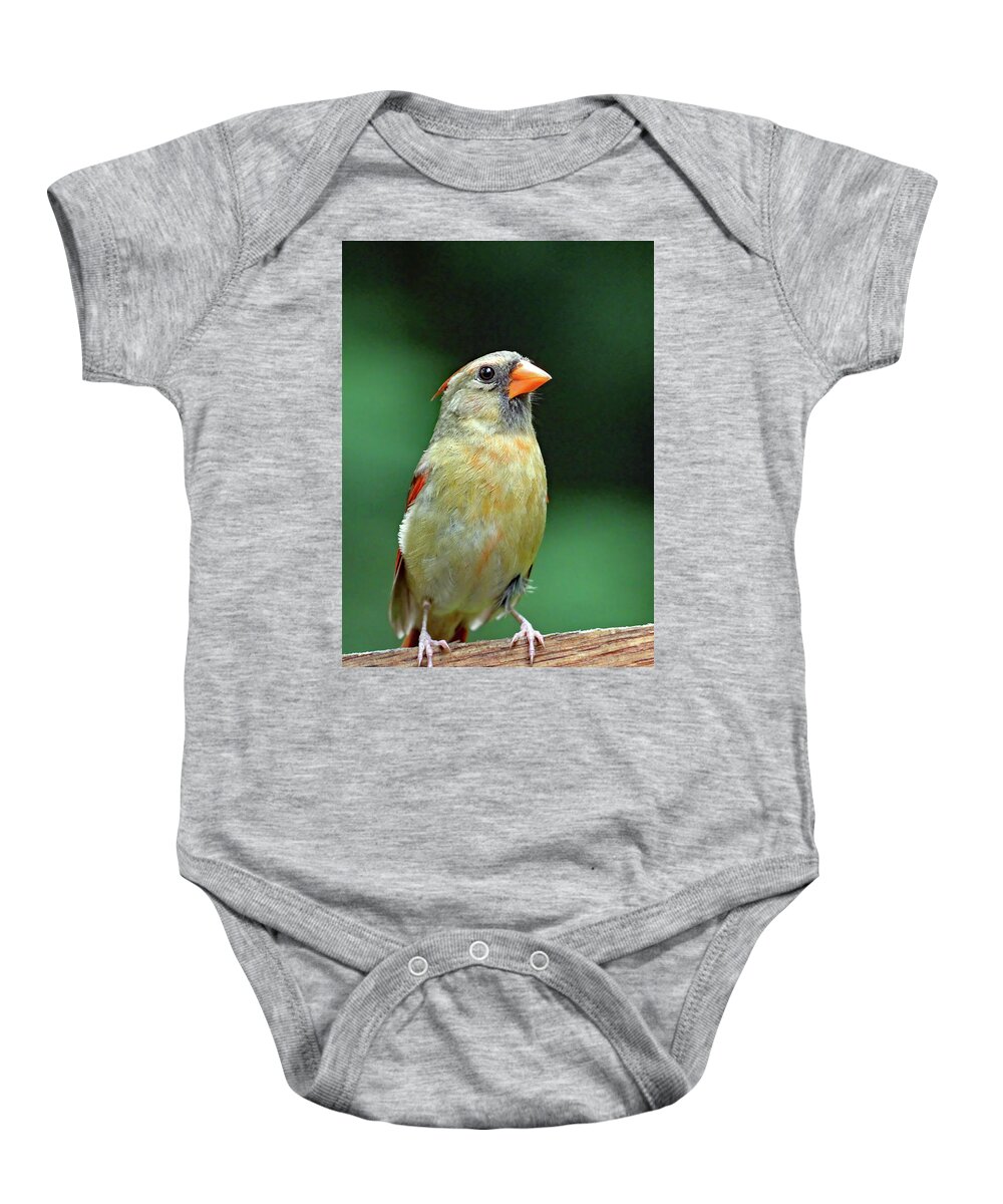 North Carolina Baby Onesie featuring the photograph Lady Cardinal by Jennifer Robin