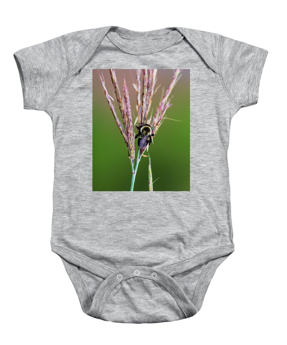 Animals Baby Onesie featuring the photograph Nature Photography - Bee by Amelia Pearn