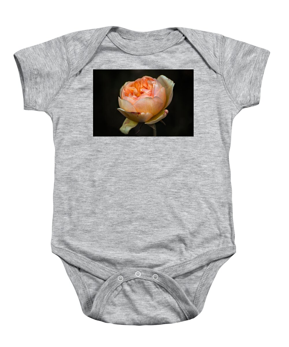 Pink Baby Onesie featuring the photograph Pink Rose Portrait by Carrie Hannigan
