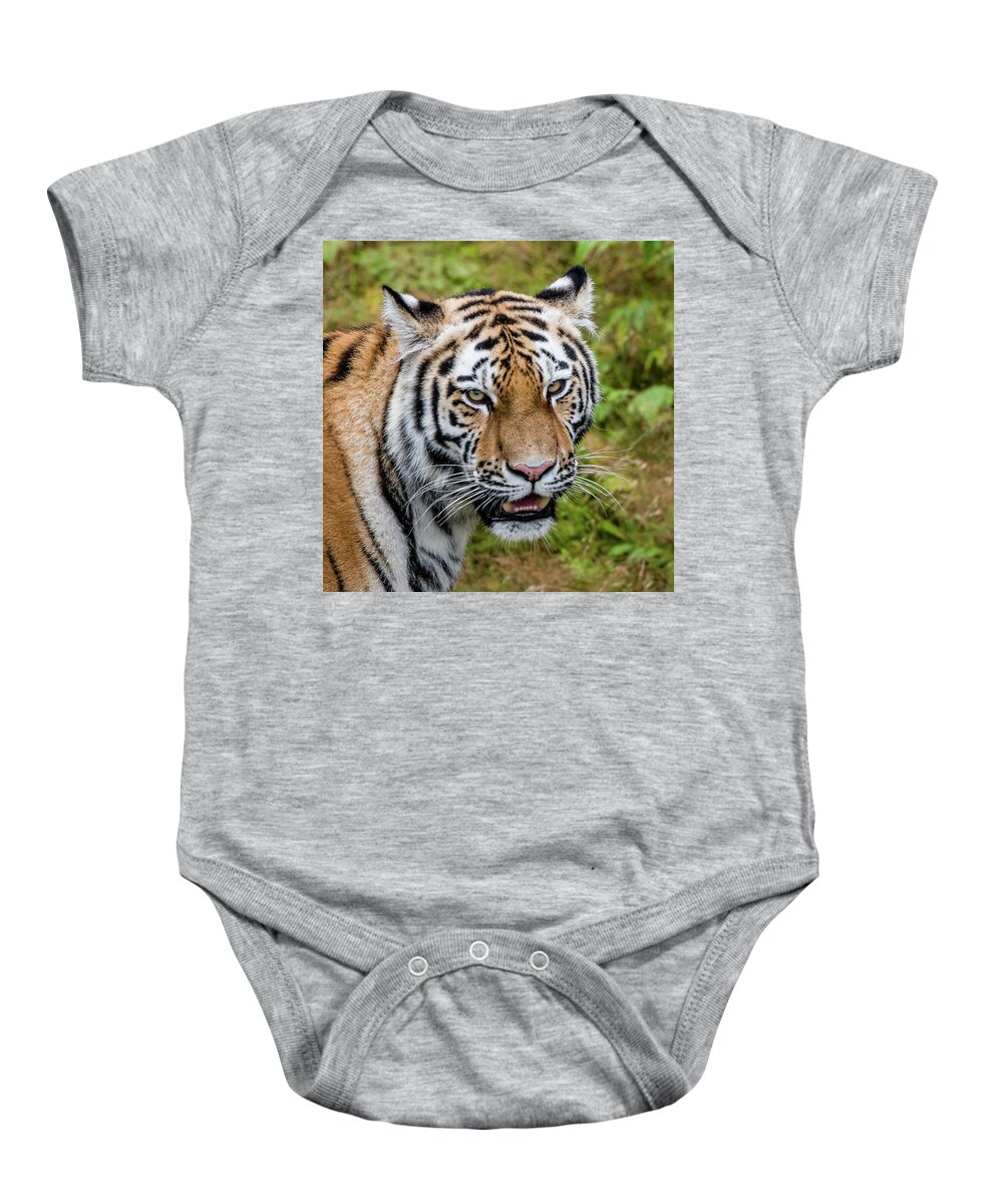 Carnivora Baby Onesie featuring the photograph Portrait of a Siberian tiger or Amur tiger looking at you by Torbjorn Swenelius