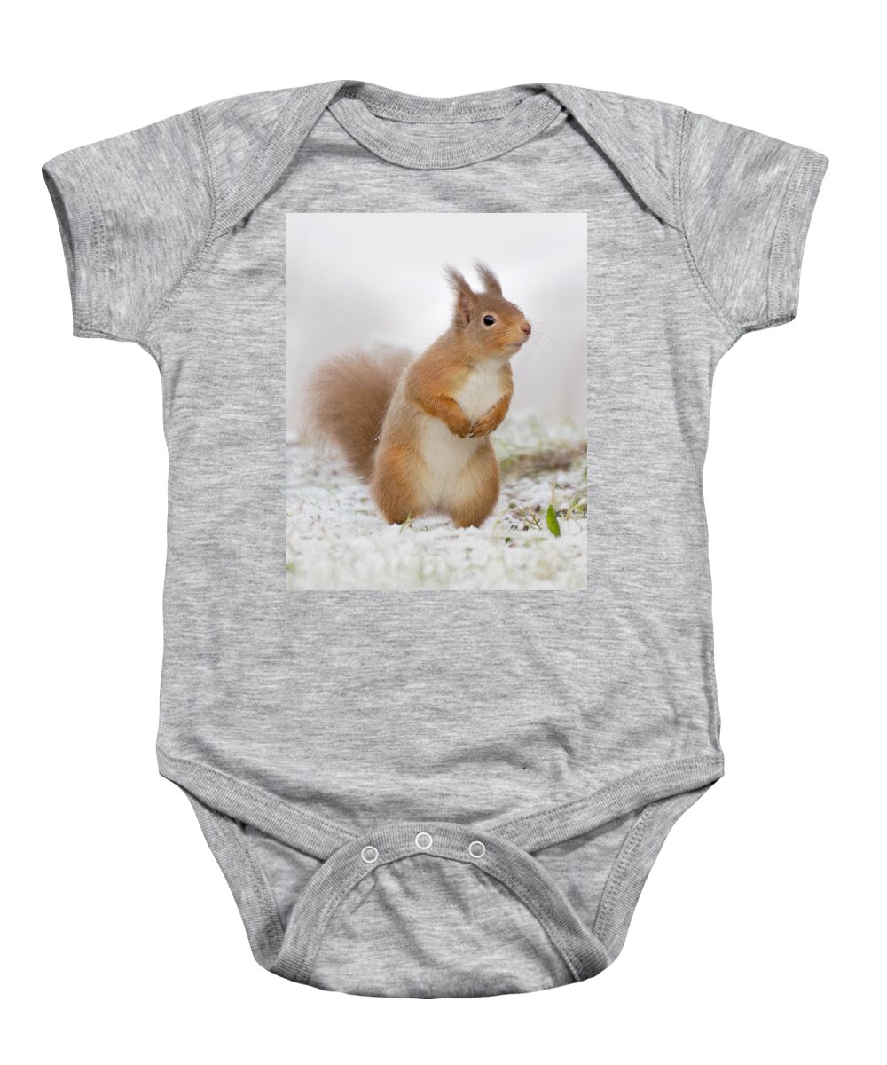 Red Squirrel Baby Onesie featuring the photograph Red Squirrel in Snow by Gavin MacRae