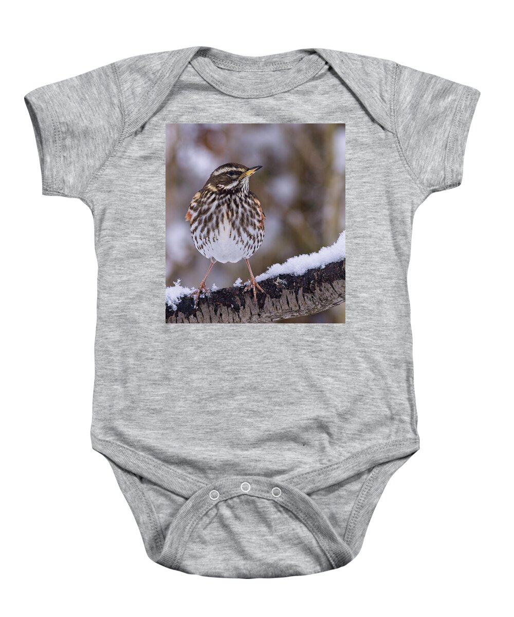 Redwing Baby Onesie featuring the photograph Redwing, Turdus iliacus, in winter by Tony Mills