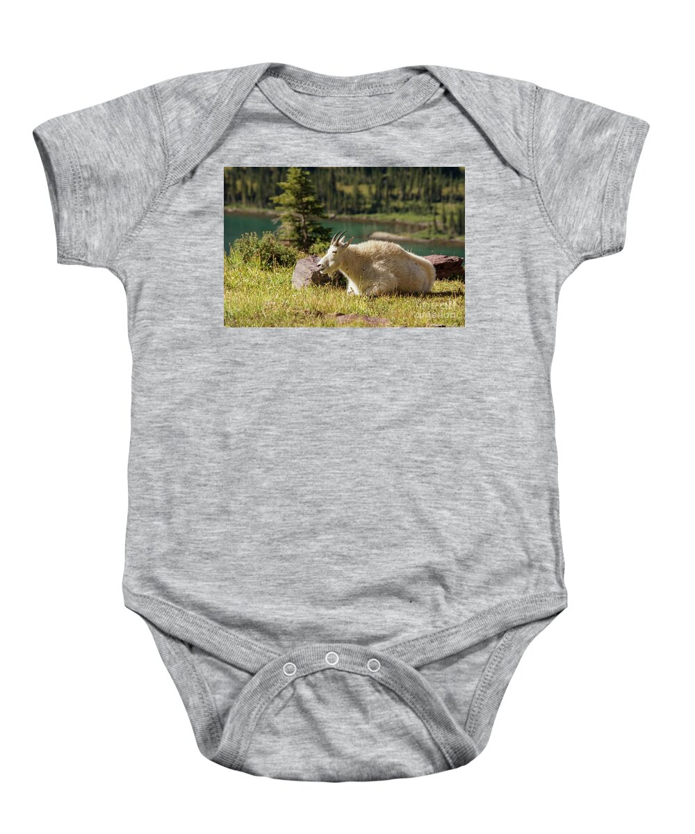 Glacier National Park Baby Onesie featuring the photograph Resting Mountain Goat by Nancy Gleason