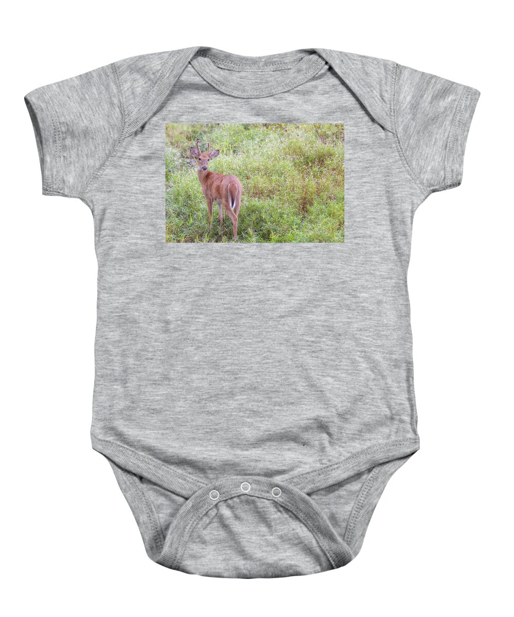 Whitetail Deer Baby Onesie featuring the photograph Spike Horn Buck in Velvet by Susan Rissi Tregoning