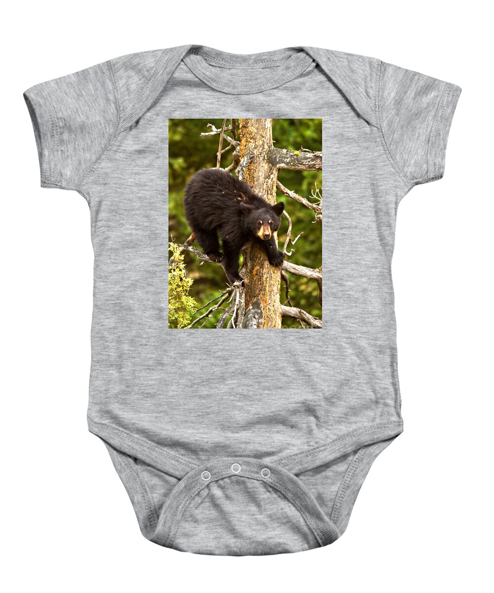 Black Bears Baby Onesie featuring the photograph The Aerial Sniffer by Adam Jewell