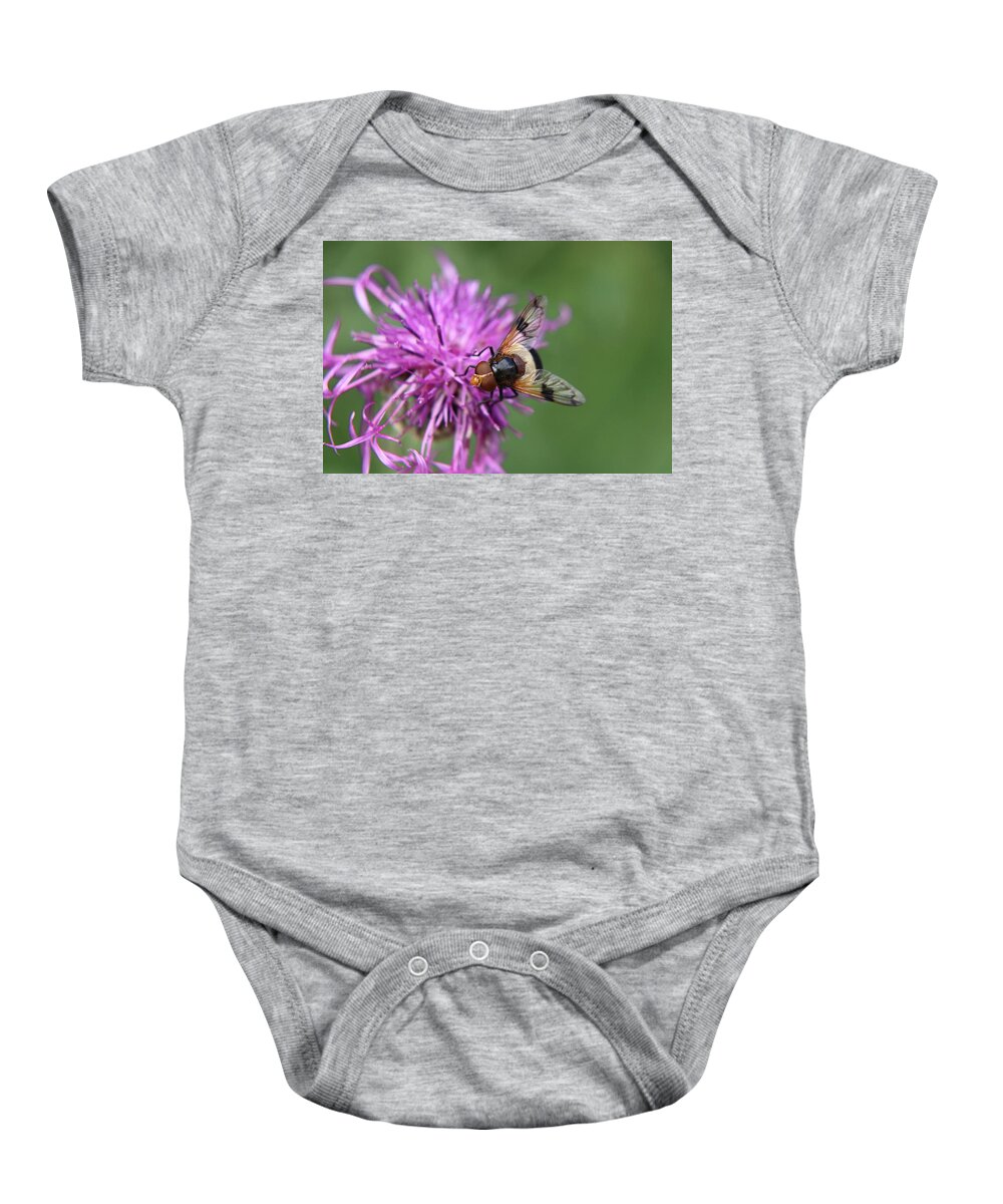Volucella Pellucens Baby Onesie featuring the photograph Volucella pellucens sitting and standing on red clover trying find some sweet by Vaclav Sonnek