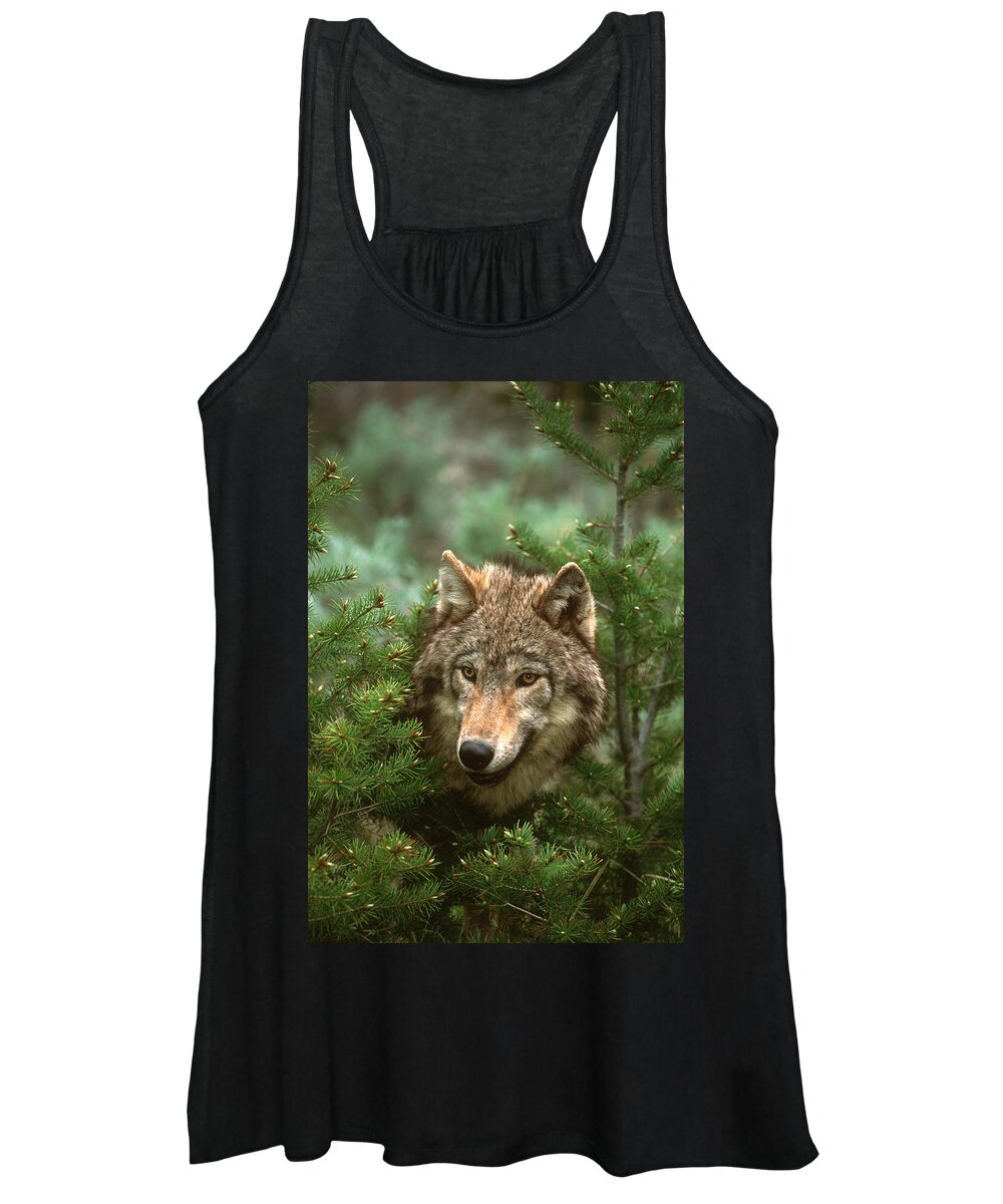 Feb0514 Women's Tank Top featuring the photograph Timber Wolf North America #1 by Tom Vezo