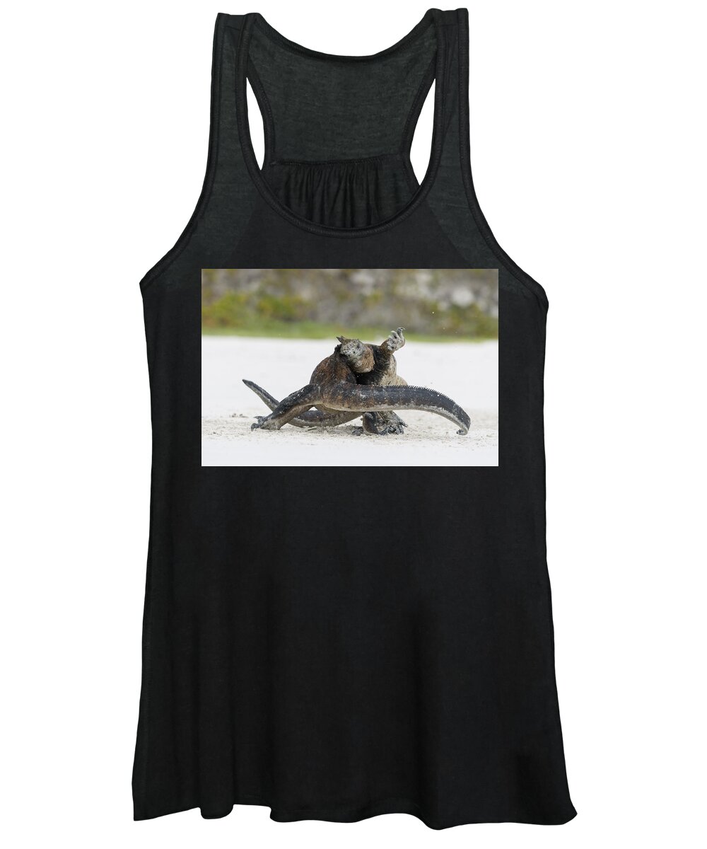 Tui De Roy Women's Tank Top featuring the photograph Marine Iguana Males Fighting Turtle Bay #2 by Tui De Roy