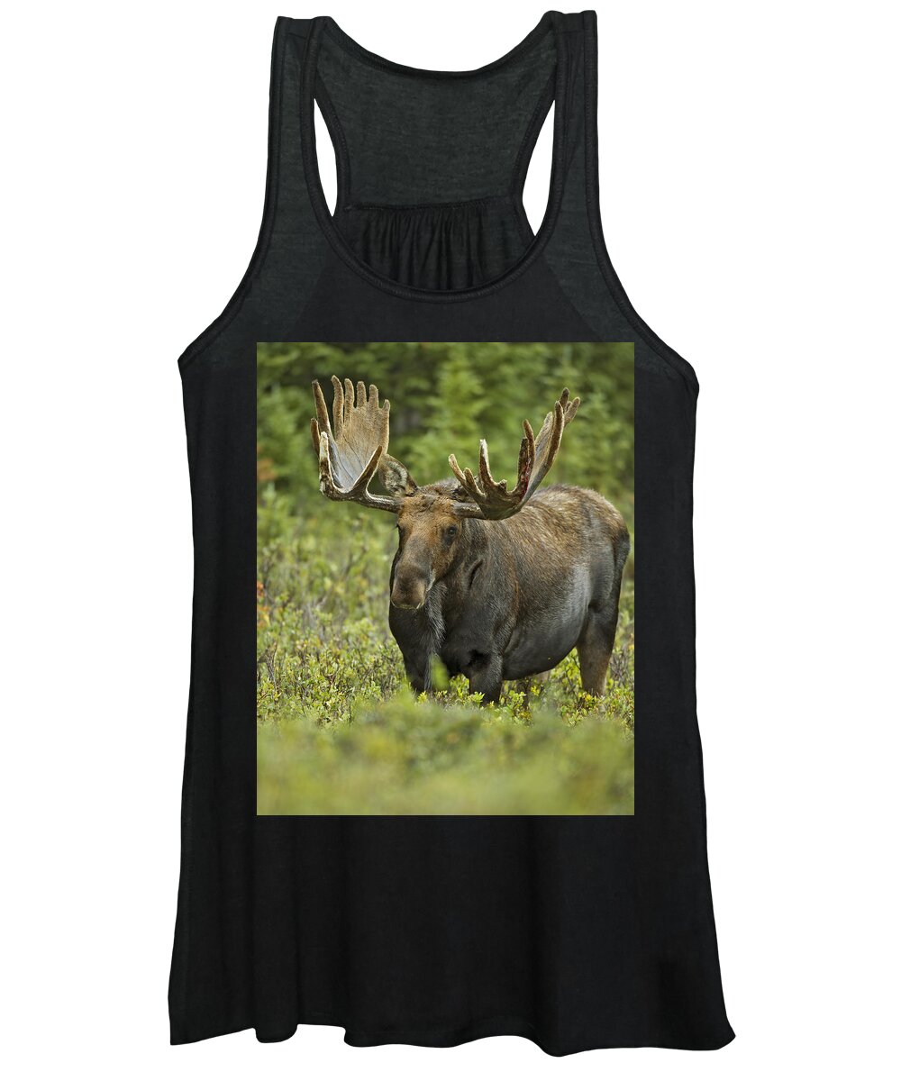 Autumn Women's Tank Top featuring the photograph Bull Moose in Velvet #1 by Gary Langley