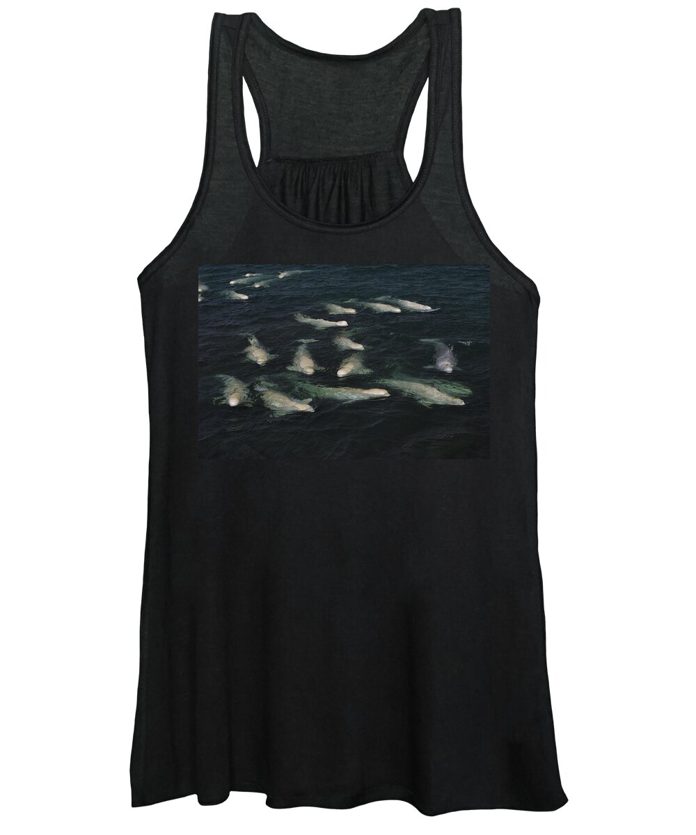 Feb0514 Women's Tank Top featuring the photograph Belugas Molting In Freshwater by Flip Nicklin