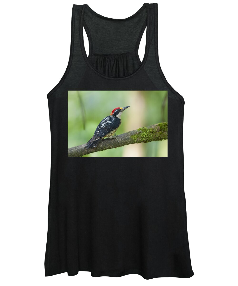 Tui De Roy Women's Tank Top featuring the photograph Black-cheeked Woodpecker Male Milpe by Tui De Roy