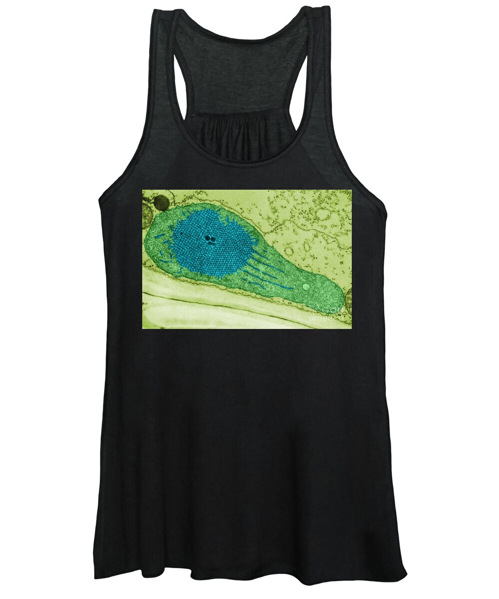 Biological Women's Tank Top featuring the photograph Developing Chloroplast And Etioplast Tem by Biology Pics
