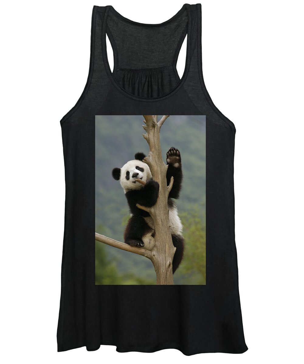 Feb0514 Women's Tank Top featuring the photograph Giant Panda Cub Climbing Tree Wolong by Katherine Feng