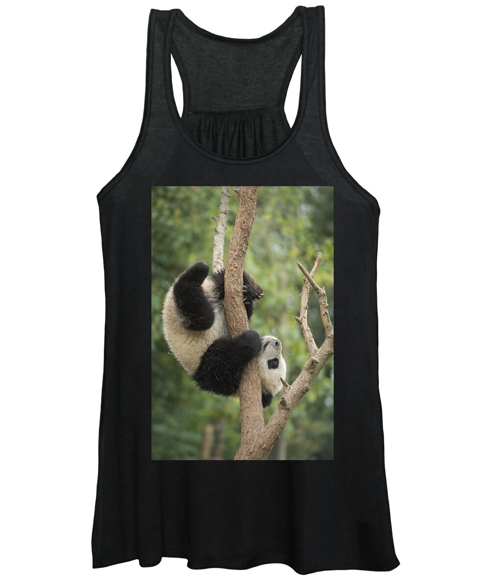 Katherine Feng Women's Tank Top featuring the photograph Giant Panda Cub In Tree Chengdu Sichuan by Katherine Feng