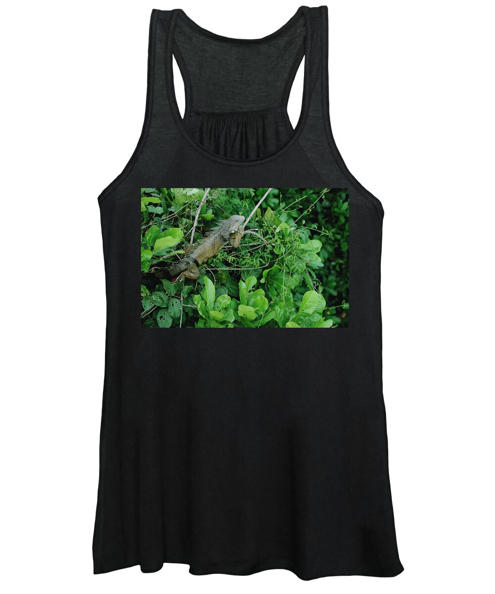 Feb0514 Women's Tank Top featuring the photograph Green Iguana Sunning In The Rainforest by Mark Moffett
